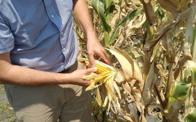 Scipion financing helps pioneering hybrid maize seed producer